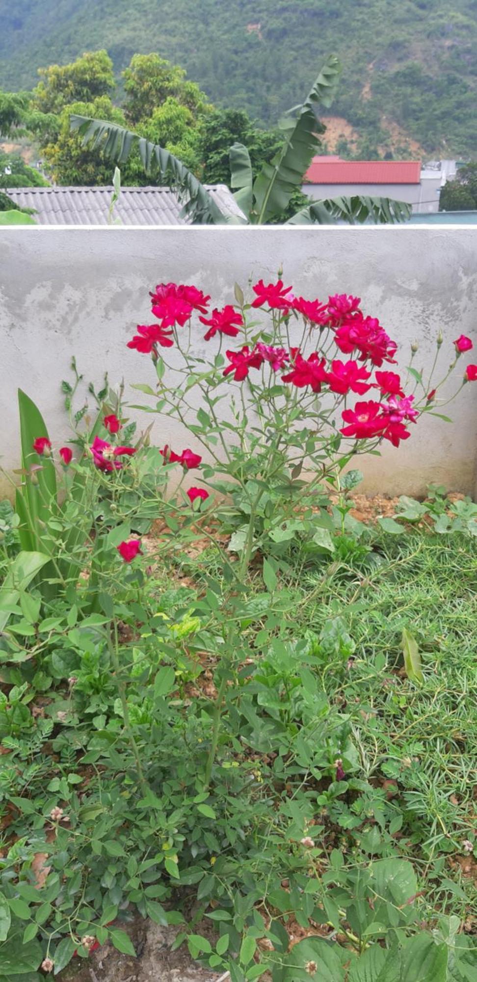 Milk Milk Homestay Yen Minh Стая снимка